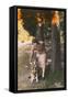 Young Woman with a German Shepherd Dog, France-null-Framed Stretched Canvas