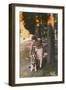 Young Woman with a German Shepherd Dog, France-null-Framed Photographic Print