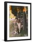 Young Woman with a German Shepherd Dog, France-null-Framed Photographic Print