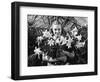 Young Woman with Arms Full of Easter Lillies-Philip Gendreau-Framed Photographic Print