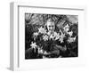 Young Woman with Arms Full of Easter Lillies-Philip Gendreau-Framed Photographic Print