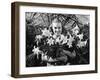 Young Woman with Arms Full of Easter Lillies-Philip Gendreau-Framed Photographic Print