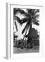 Young Women in Polynesian-Flapper Costumes Lounge under a Coconut Palm-null-Framed Photographic Print