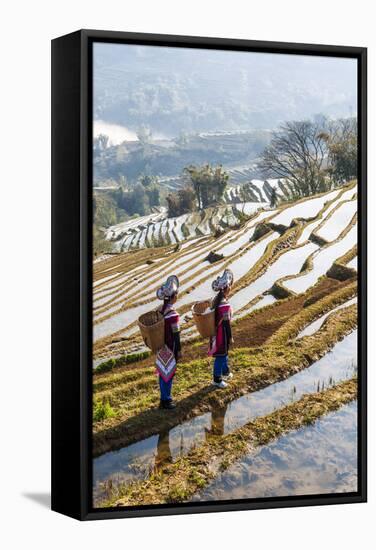 Young Women of the Hani Ethnic Minority Walking in the Rice Terraces, Yuanyang, Yunnan, China-Nadia Isakova-Framed Stretched Canvas