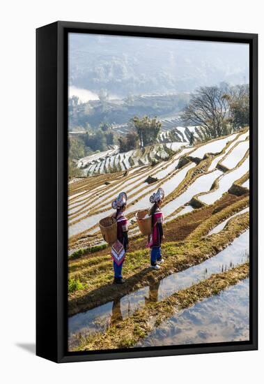 Young Women of the Hani Ethnic Minority Walking in the Rice Terraces, Yuanyang, Yunnan, China-Nadia Isakova-Framed Stretched Canvas