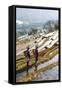 Young Women of the Hani Ethnic Minority Walking in the Rice Terraces, Yuanyang, Yunnan, China-Nadia Isakova-Framed Stretched Canvas