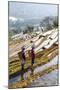 Young Women of the Hani Ethnic Minority Walking in the Rice Terraces, Yuanyang, Yunnan, China-Nadia Isakova-Mounted Photographic Print