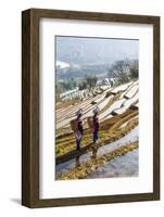 Young Women of the Hani Ethnic Minority Walking in the Rice Terraces, Yuanyang, Yunnan, China-Nadia Isakova-Framed Photographic Print