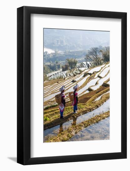 Young Women of the Hani Ethnic Minority Walking in the Rice Terraces, Yuanyang, Yunnan, China-Nadia Isakova-Framed Photographic Print