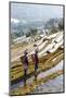 Young Women of the Hani Ethnic Minority Walking in the Rice Terraces, Yuanyang, Yunnan, China-Nadia Isakova-Mounted Photographic Print