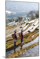 Young Women of the Hani Ethnic Minority Walking in the Rice Terraces, Yuanyang, Yunnan, China-Nadia Isakova-Mounted Photographic Print