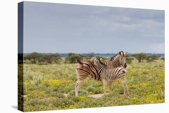 Young Zebra and Her Mother-Circumnavigation-Stretched Canvas