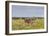 Young Zebra and Her Mother-Circumnavigation-Framed Photographic Print