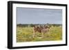 Young Zebra and Her Mother-Circumnavigation-Framed Photographic Print