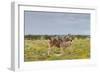 Young Zebra and Her Mother-Circumnavigation-Framed Photographic Print