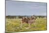 Young Zebra and Her Mother-Circumnavigation-Mounted Photographic Print