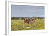Young Zebra and Her Mother-Circumnavigation-Framed Photographic Print