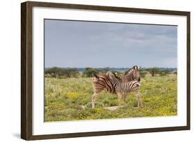 Young Zebra and Her Mother-Circumnavigation-Framed Photographic Print