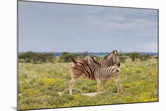 Young Zebra and Her Mother-Circumnavigation-Mounted Photographic Print