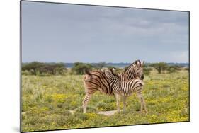 Young Zebra and Her Mother-Circumnavigation-Mounted Photographic Print