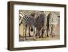 Young Zebra-Forgiss-Framed Photographic Print