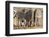 Young Zebra-Forgiss-Framed Photographic Print