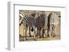 Young Zebra-Forgiss-Framed Photographic Print