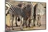 Young Zebra-Forgiss-Mounted Photographic Print