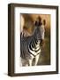 Young Zebra-Forgiss-Framed Photographic Print