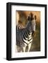 Young Zebra-Forgiss-Framed Photographic Print