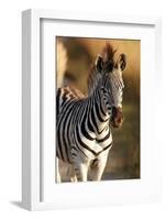 Young Zebra-Forgiss-Framed Photographic Print