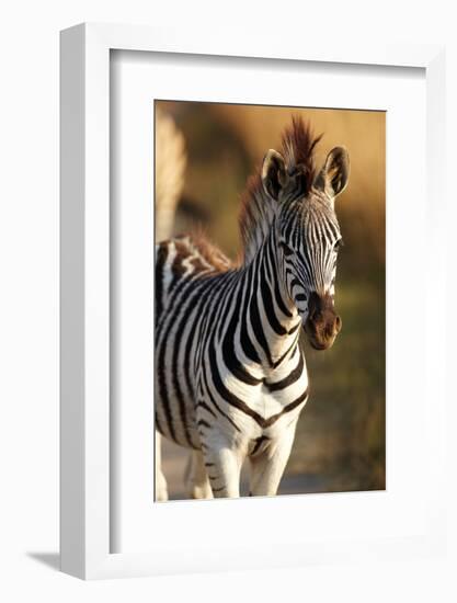 Young Zebra-Forgiss-Framed Photographic Print