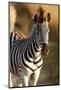 Young Zebra-Forgiss-Mounted Photographic Print