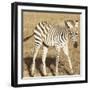 Young Zebra-Susann Parker-Framed Photo