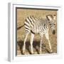 Young Zebra-Susann Parker-Framed Photo
