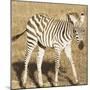 Young Zebra-Susann Parker-Mounted Photo