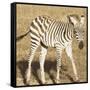 Young Zebra-Susann Parker-Framed Stretched Canvas