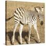 Young Zebra-Susann Parker-Stretched Canvas