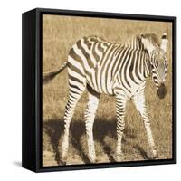 Young Zebra-Susann Parker-Framed Stretched Canvas