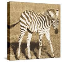 Young Zebra-Susann Parker-Stretched Canvas