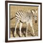 Young Zebra-Susann Parker-Framed Photo