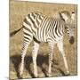 Young Zebra-Susann Parker-Mounted Photo