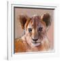 Youngest Cub, Masai Mara, 2019, (conté and pastel on paper)-Mark Adlington-Framed Giclee Print