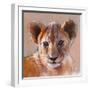 Youngest Cub, Masai Mara, 2019, (conté and pastel on paper)-Mark Adlington-Framed Giclee Print