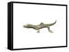 Youngina Capensis, Late Permian of South Africa-null-Framed Stretched Canvas