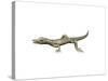 Youngina Capensis, Late Permian of South Africa-null-Stretched Canvas