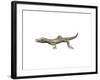 Youngina Capensis, Late Permian of South Africa-null-Framed Art Print
