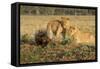 Youngs Lion Stalking Porcupine-Paul Souders-Framed Stretched Canvas