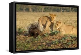 Youngs Lion Stalking Porcupine-Paul Souders-Framed Stretched Canvas