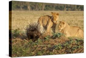 Youngs Lion Stalking Porcupine-Paul Souders-Stretched Canvas